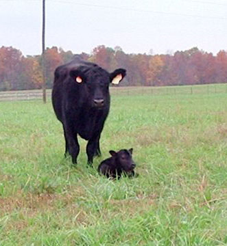 Pine Ridge Farm