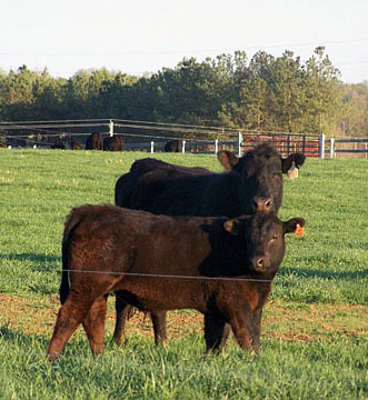Pine Ridge Farm